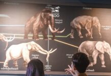 양곤 동물원, 미얀마 최초 국제 자연유산 ‘코끼리 박물관’ 시민에 개방…야생동물 보존 위한 명소로 주목