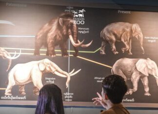 양곤 동물원, 미얀마 최초 국제 자연유산 ‘코끼리 박물관’ 시민에 개방…야생동물 보존 위한 명소로 주목