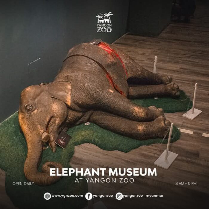 250820 Elephant Museum1