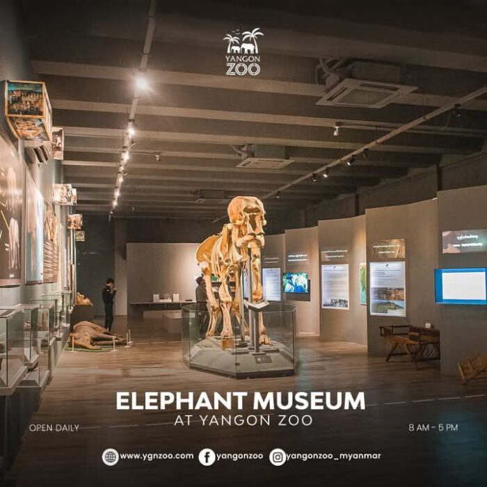250820 Elephant Museum2