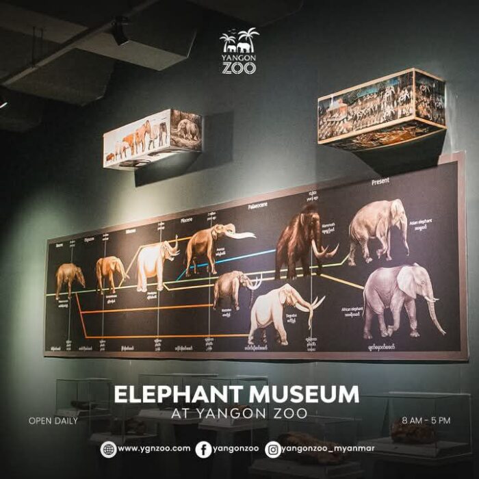 250820 Elephant Museum3