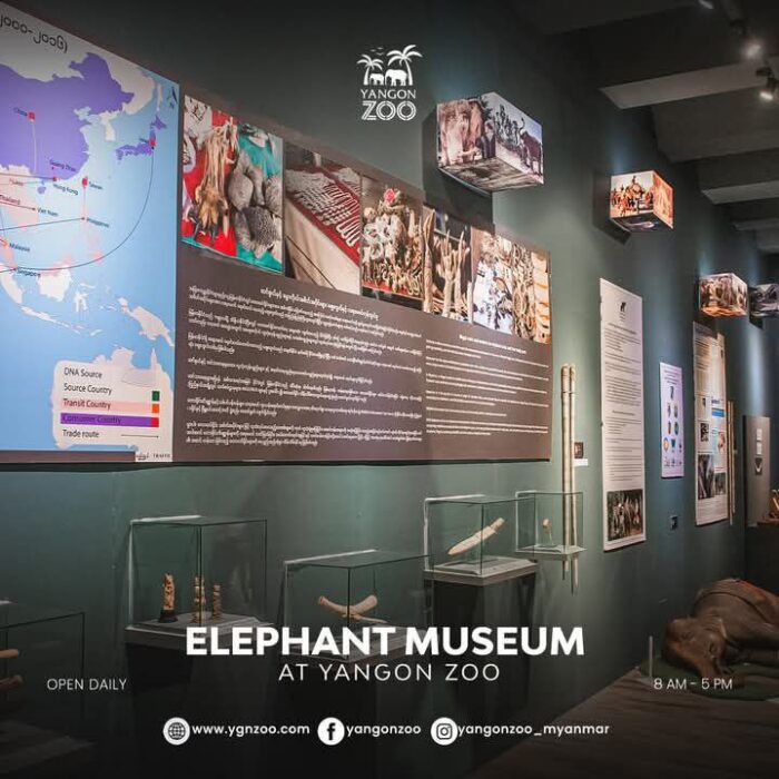 250820 Elephant Museum5