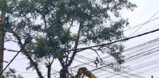 양곤 전력선 주변 나무 가지 제거 작업 실시…차량 피해 보상 불가 주의 필요