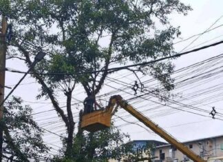 양곤 전력선 주변 나무 가지 제거 작업 실시…차량 피해 보상 불가 주의 필요