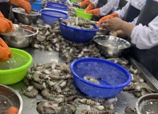 미얀마, 2025-26년 5개월간 새우 3,700톤 수출…수출액 1,048만 달러 기록