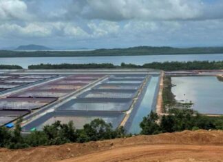 타닌따리 지역, 해산물 수출로 3억달러 돌파… 내년 수출액 더 상승 전망