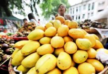 한국, 미얀마 망고 구매 제안…수출 시장 다변화 신호