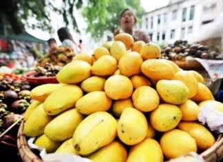 한국, 미얀마 망고 구매 제안…수출 시장 다변화 신호