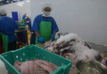 미얀마, 2025-2026년 회계연도 7개월간 수산물 16만5천톤·2억 달러 수출…40개국에 해양 제품 공급 확대