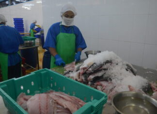 미얀마, 2025-2026년 회계연도 7개월간 수산물 16만5천톤·2억 달러 수출…40개국에 해양 제품 공급 확대