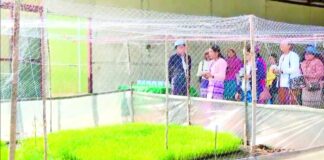 미얀마 쌀 재배 야간 LED 조명 신기술로 수확량 및 품질 향상 실험