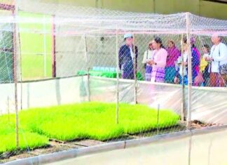 미얀마 쌀 재배 야간 LED 조명 신기술로 수확량 및 품질 향상 실험