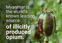 미얀마 불법 양귀비 경작, 최근 10년 내 최고치…UNODC ‘세계 최대 생산지’로 재확인