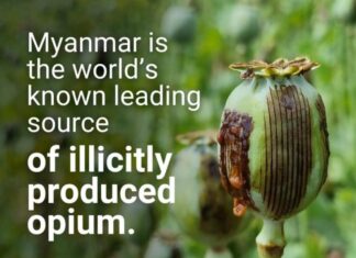 미얀마 불법 양귀비 경작, 최근 10년 내 최고치…UNODC ‘세계 최대 생산지’로 재확인