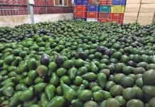 미얀마, 중국과 아보카도 수출 협약 본격 추진…2026년부터 현지 유통 ‘청신호’