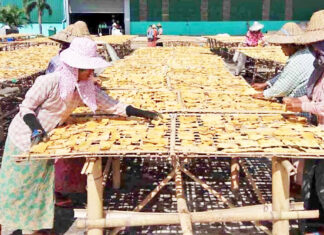 미얀마산 말린 느타리버섯, 일본 수출 물량 200톤 중 10%만 공급… 러시아 신규 시장 테스트 착수