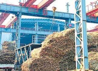 미얀마 사가잉 지역, 사탕수수 가격 갈등…농민-공장 협상 진통