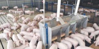 미얀마 양돈농가, 사료비 폭등·돼지 원육 가격 하락…수익성 악화로 생산농가 급감