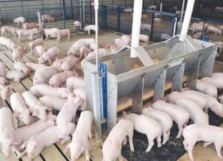 미얀마 양돈농가, 사료비 폭등·돼지 원육 가격 하락…수익성 악화로 생산농가 급감