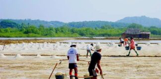 에야와디 타운십 소금 농장 확대…가격 상승에 농가 수익 향상