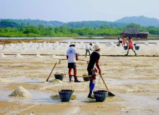 에야와디 타운십 소금 농장 확대…가격 상승에 농가 수익 향상