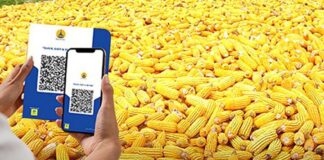 미얀마 옥수수 산업, 국제 경쟁력 강화 위해 디지털 전환 및 민관 협력 추진