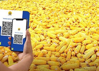 미얀마 옥수수 산업, 국제 경쟁력 강화 위해 디지털 전환 및 민관 협력 추진